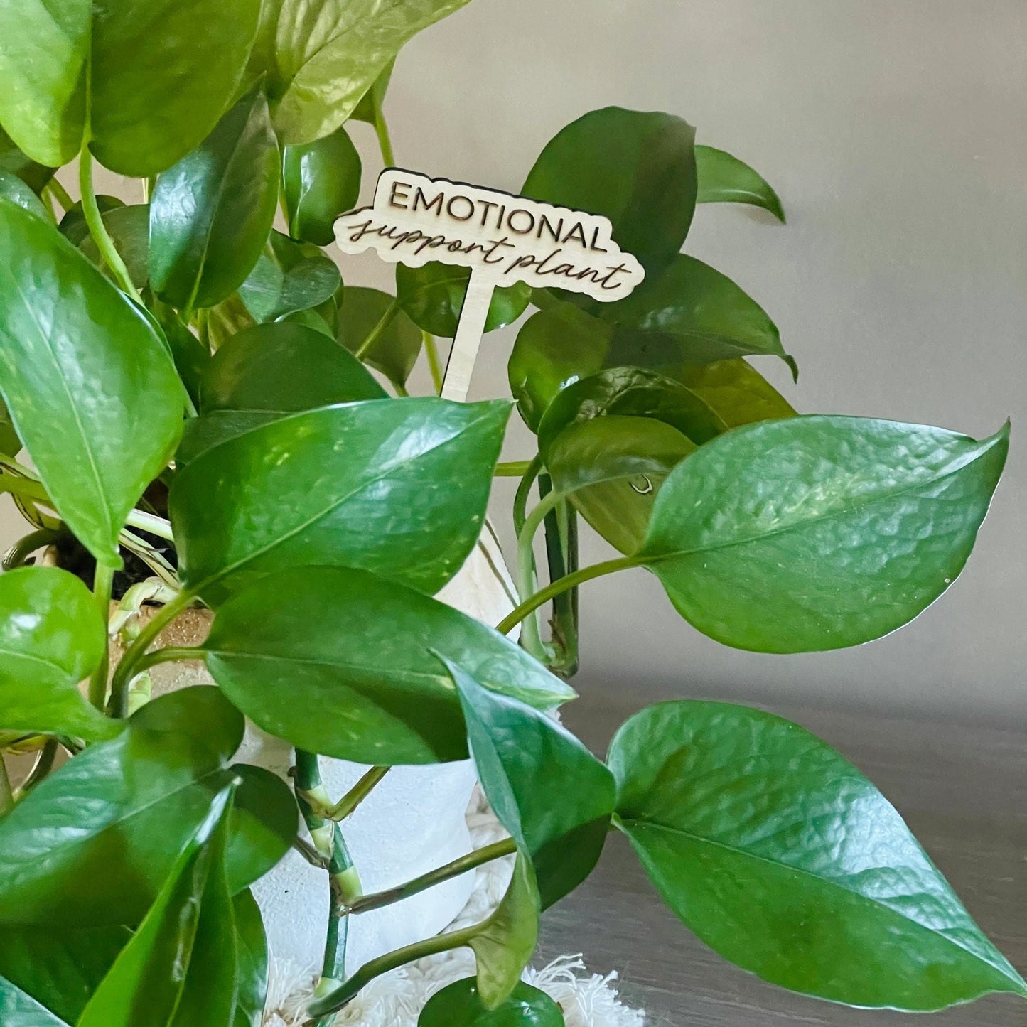 Wooden Plant Stakes| Funny Sayings